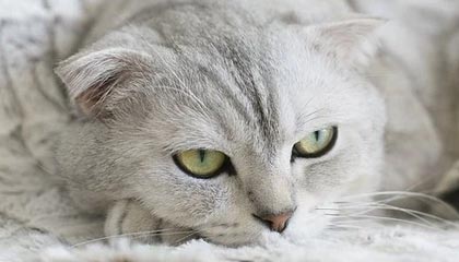 穿梭在指尖的宇宙：选择一款游戏平台，开启你的游戏新纪元